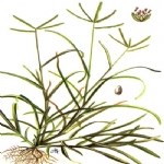 Cynodon Dactylon (L.) Pers. (Köpek Dişi Ayrığı)